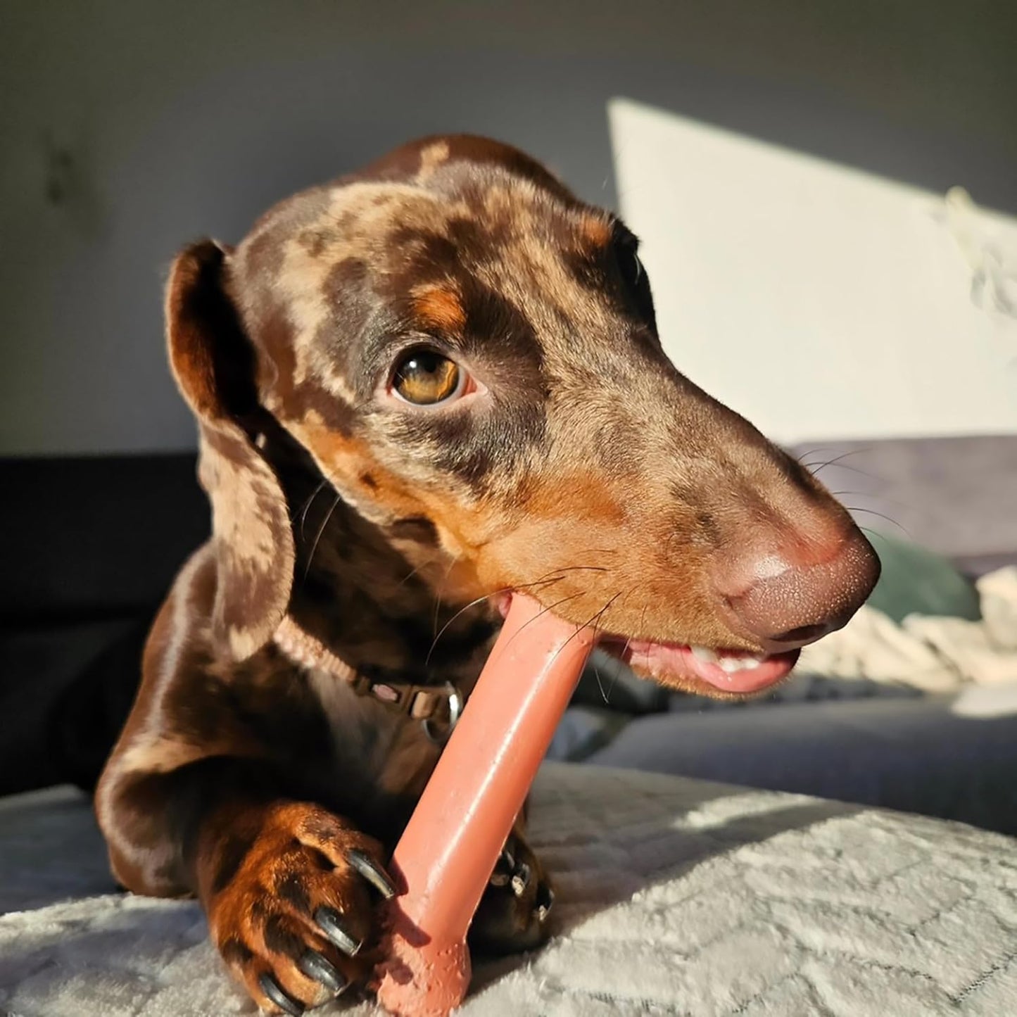 Original Bone Power Chew Toys for Dogs, Durable & Tough Dog Toys for Aggressive Chewers,Asted Blast Bacon & Chicken Flavor, Medium - up to 35 Lbs, 1 Count